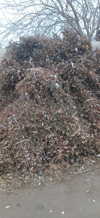 Katta bogʻli boyalar  sotiladi