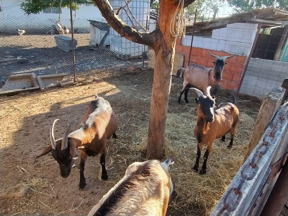 Țap și capra alpina tineri