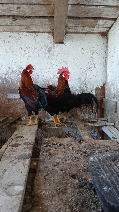 Cocoșei tineri italian
