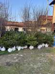 Plante ornamentale pin mestecan tei tuia