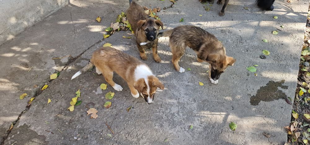 Donez catei, varsta approximativ 4 5 luni