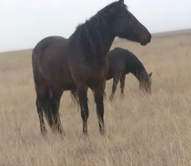 Құнандар сатам 4 бас табынан