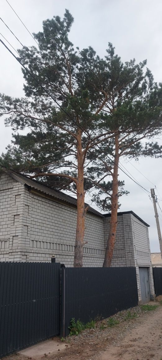 Продам дои в садоводстве Иртыш