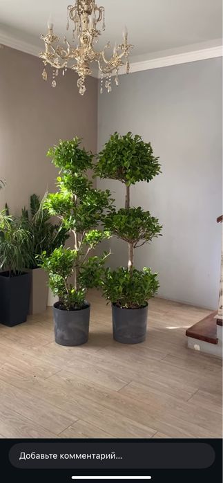 Фикус Драцена высокие растения комнатные цветы для офиса доставк