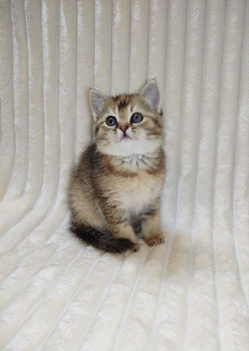 Продается шикарный котенок тикированная шиншилла, девочка.