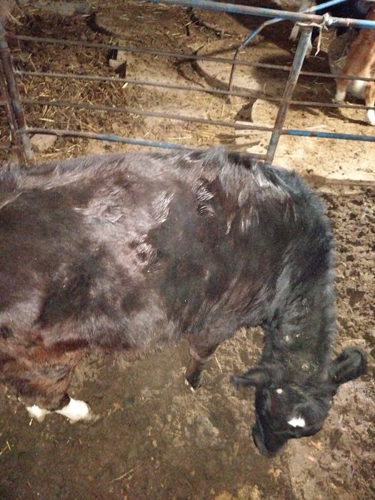 Баспақ бұқа сатылады