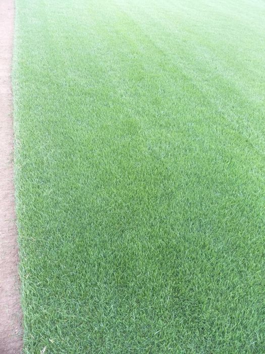 Rulouri de Gazon Natural