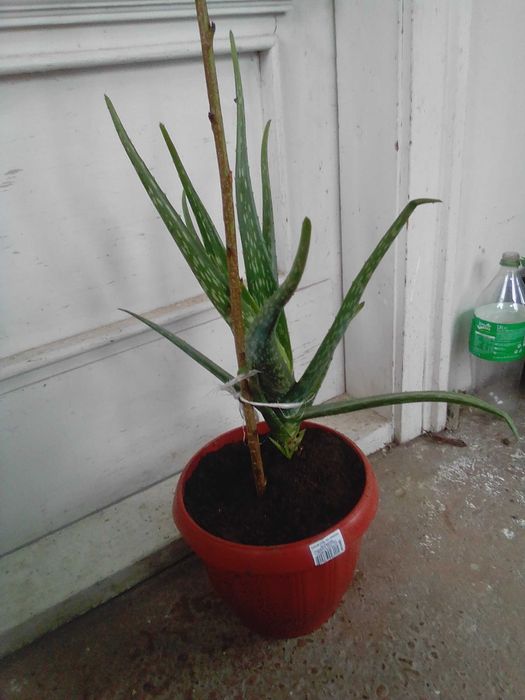 Алое Вера лечебно