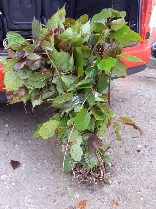 Butasi de mur soiul thronfree