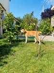 Akita inu pedigree tip A