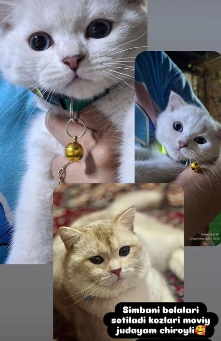 Vyazkaga qiz mushuklarni taklif qilamiz