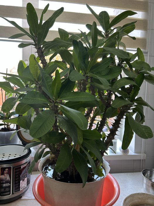 Продам комнатый цветок