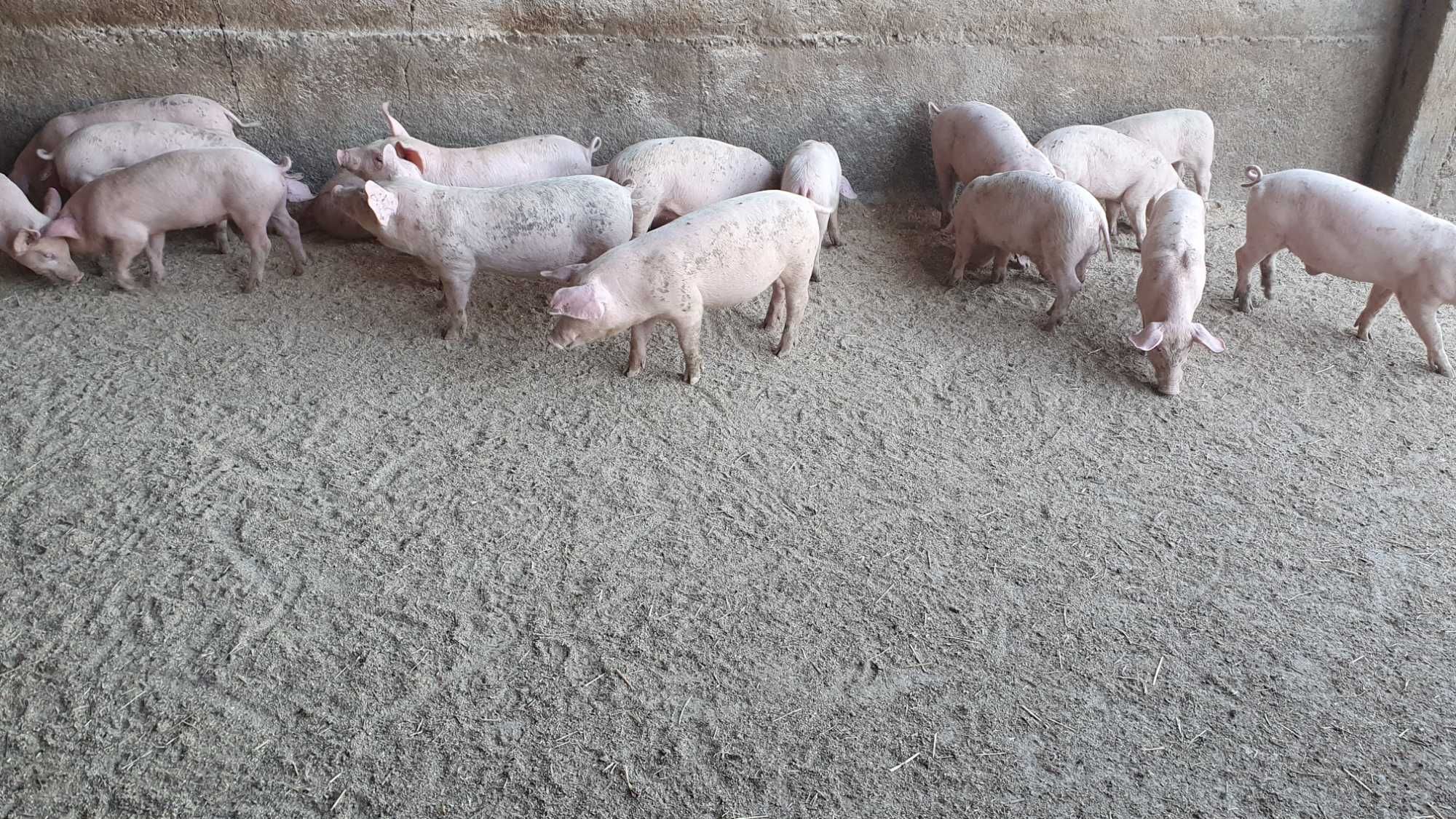 Прасета за продан