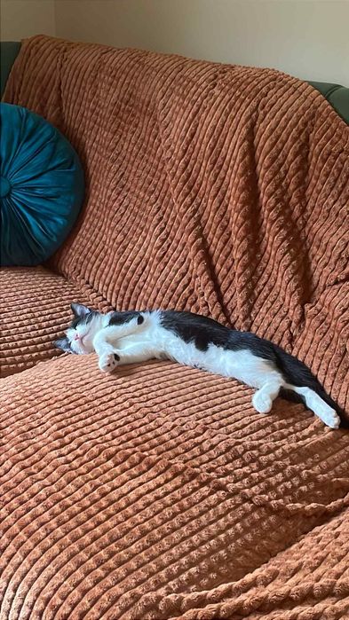 Ofer spre adoptie motan 5 luni