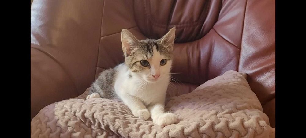 Adoptie pui de pisica de 3 luni VACCINATI DEPARAZITATI