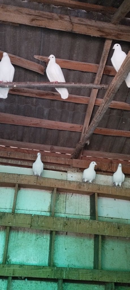 Vând porumbei albi și popești