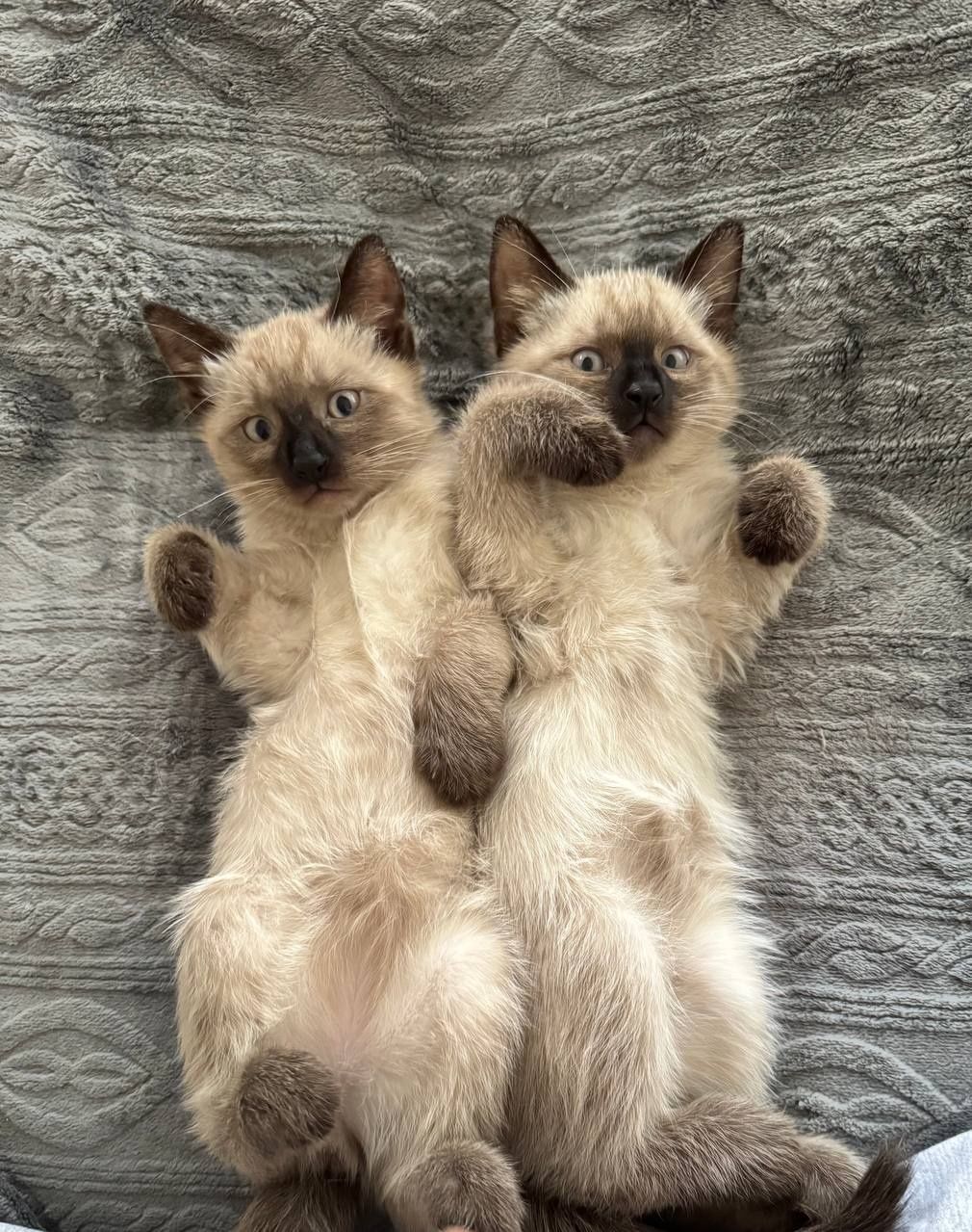 Котята Сямские (Тайские)