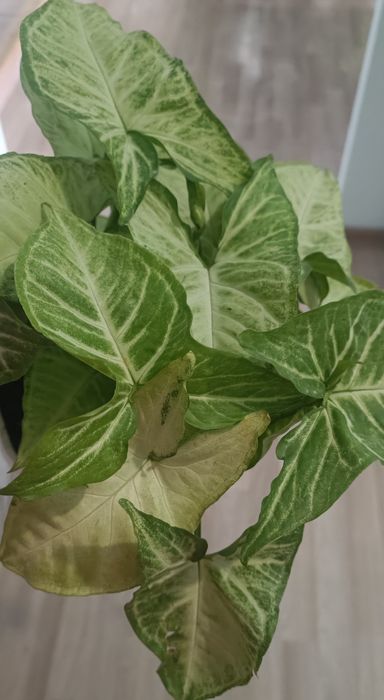 Комнатные цветы адаптированные