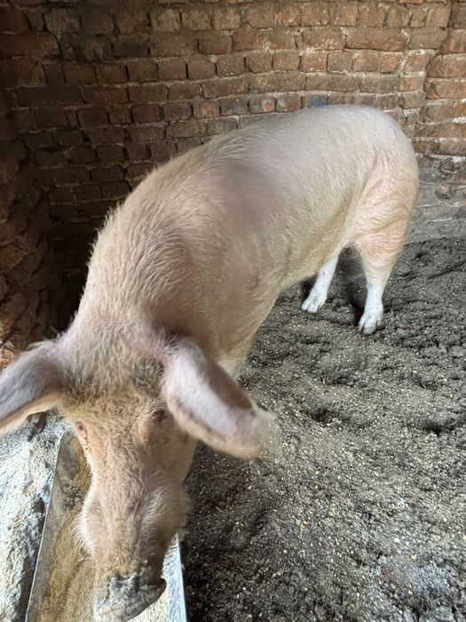 Продава се нерез