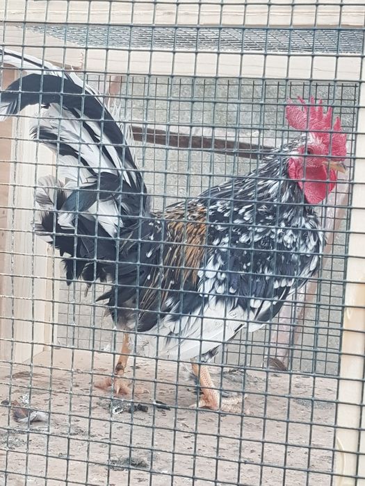 Cocoși pitici japonezi