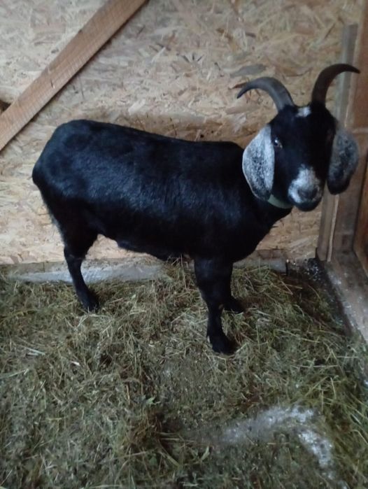 Vand iezi  cu varsta de 4, 5 luni