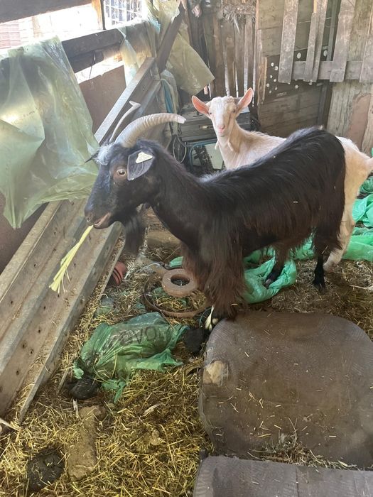 Vând 3 capre 1 țap și două capre bune de lapte