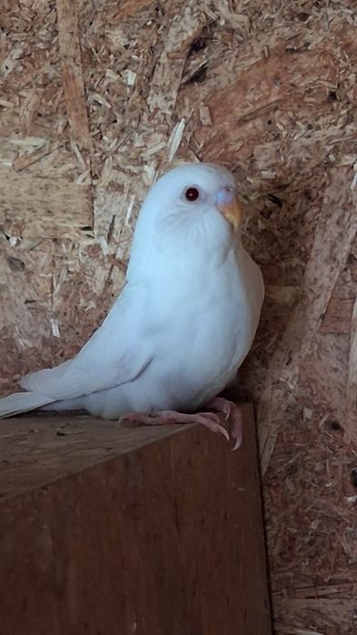 Vând sau schimb perusi