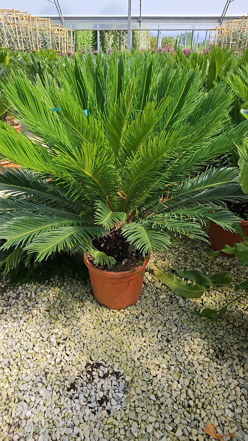 Palmier cycas- magnolie - cedru pe dular - artar rosu  japonez