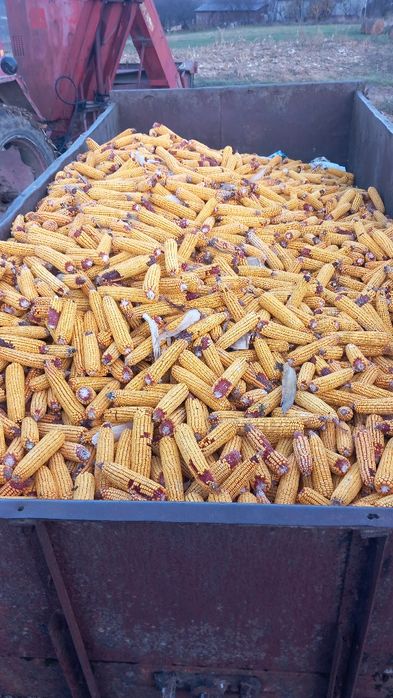 Vând porumb stiulete