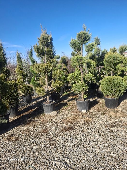 Vând plante ornamentale