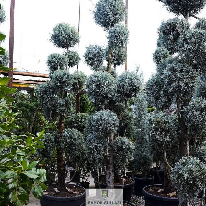 Кипарис Аризоника Пон-Пон 200-300см