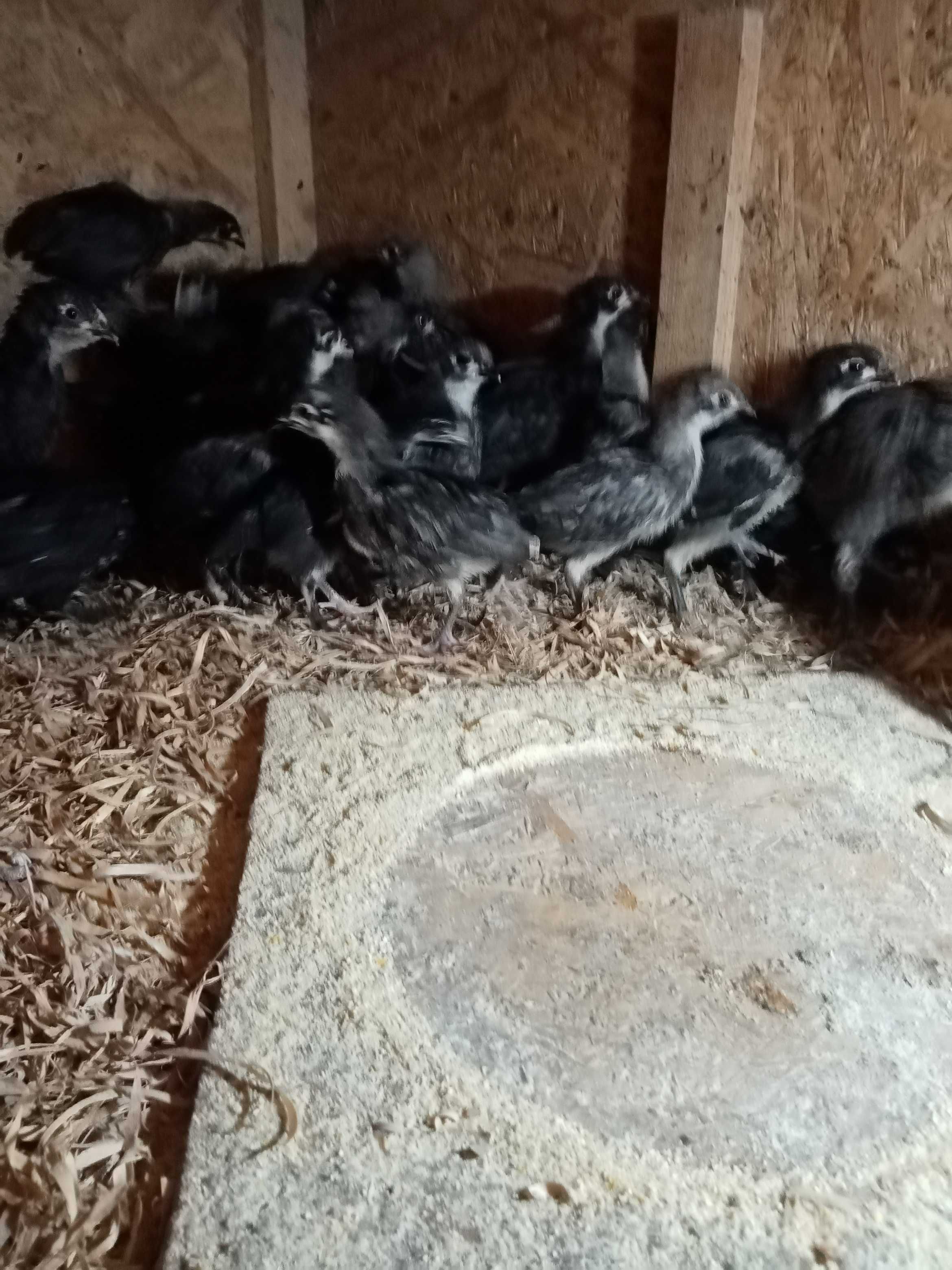 Vând pui de găină australorp