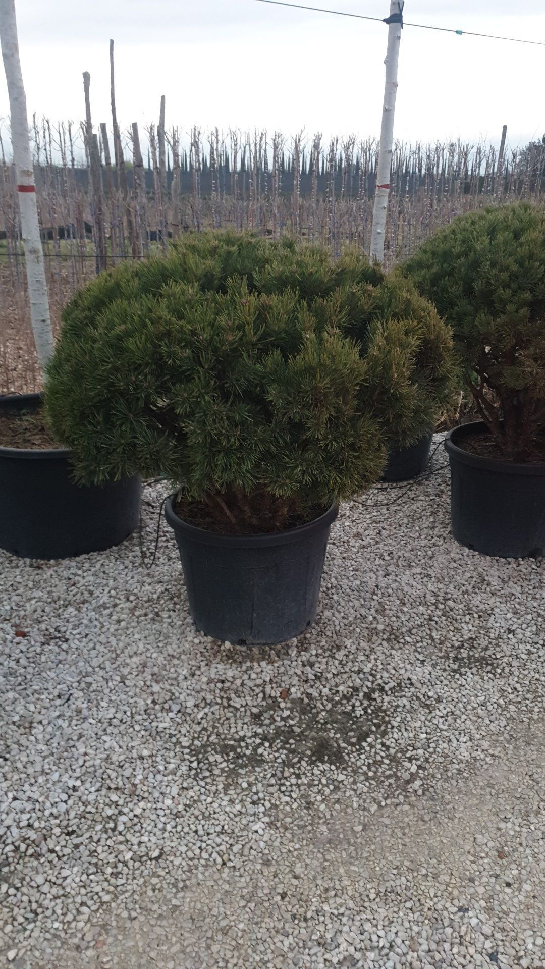Bonsai din diferite specii de plante