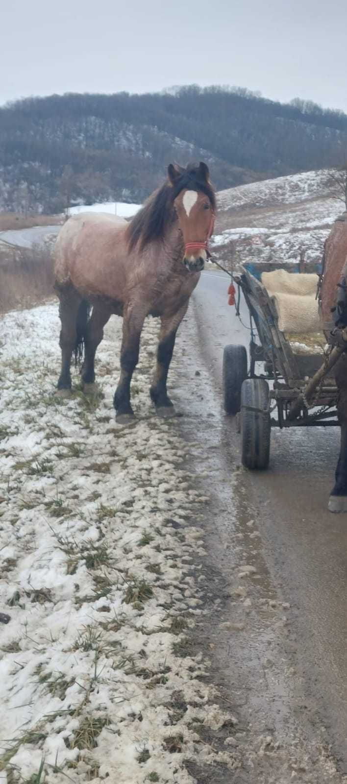 Mânz de vanzare !