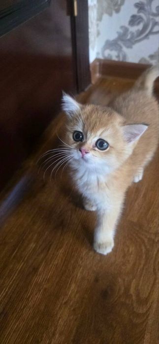 Британский золотистый шиншила