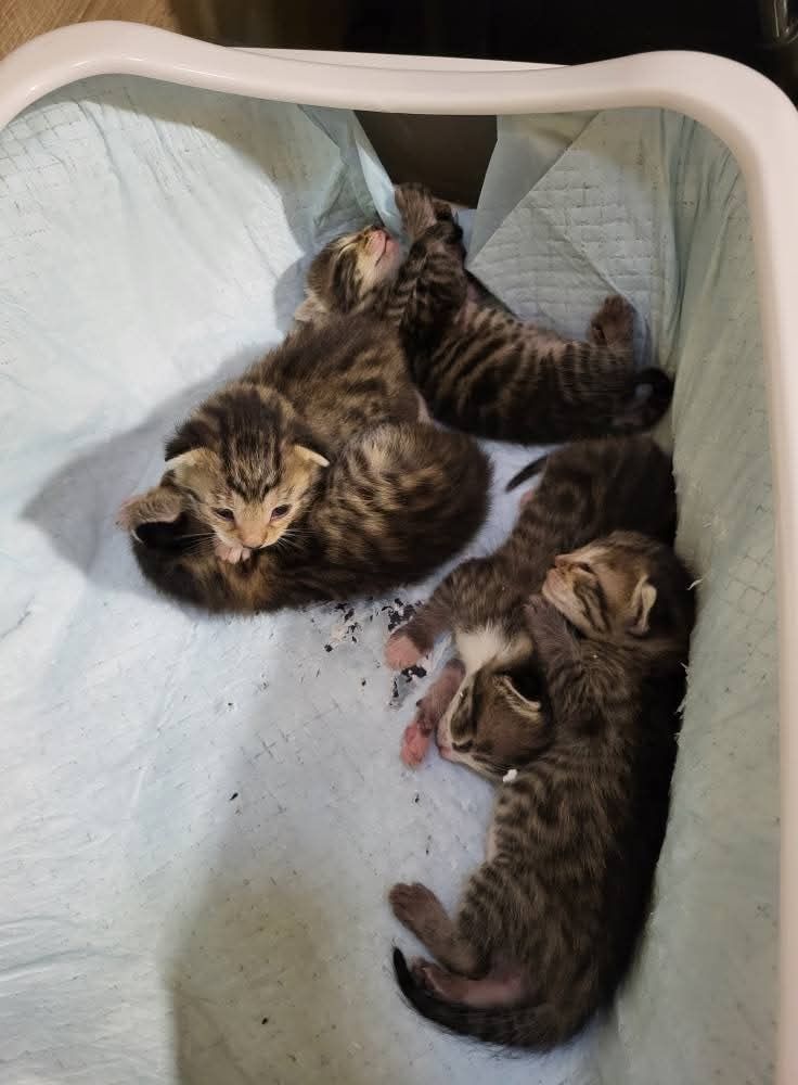 5 котенца си търсят дом!
