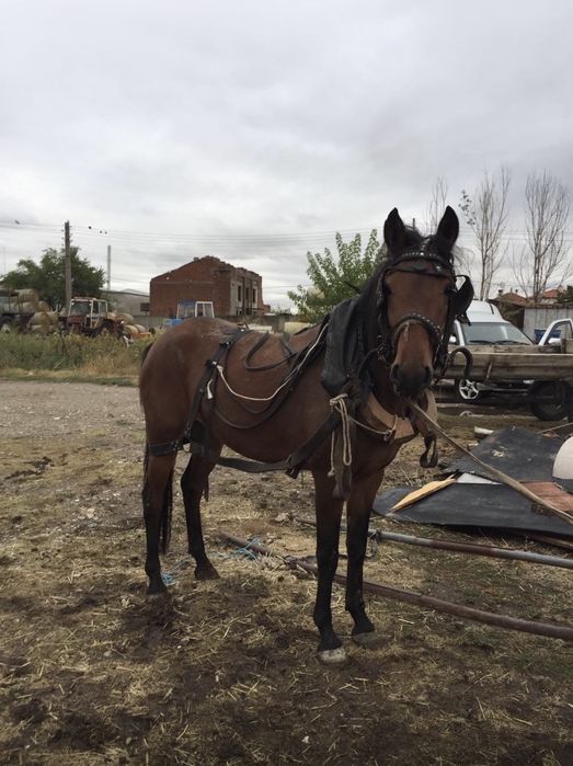 Продавам два коня