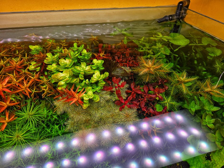 Plante Naturale Acvariu