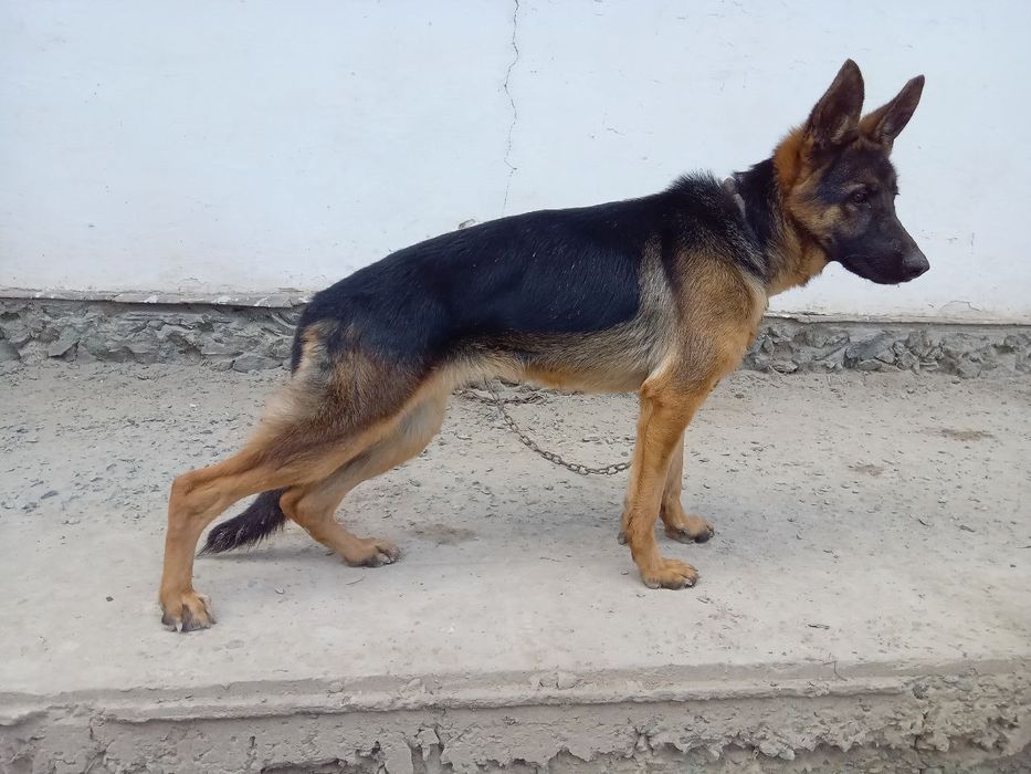 6 ойлик урғочи немецкий овчарка сотилади