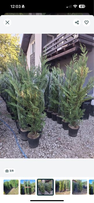 Leylandii chiparos transport gratuit oriunde in tara