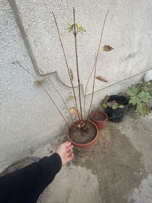 Гортензия маршмеллов древовидная розовая