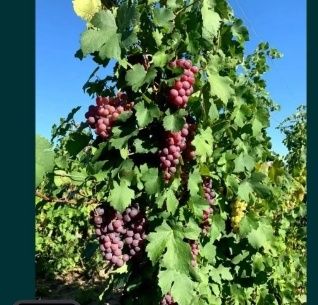 Struguri de vin producție 2025 calitate 1