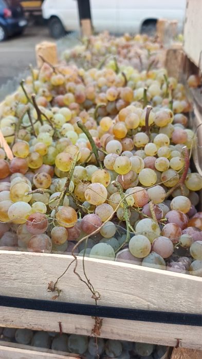 Vand Struguri de TUICA engross