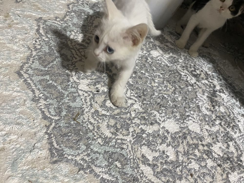 Mushuk (ayol 3 oylik) sotiladi