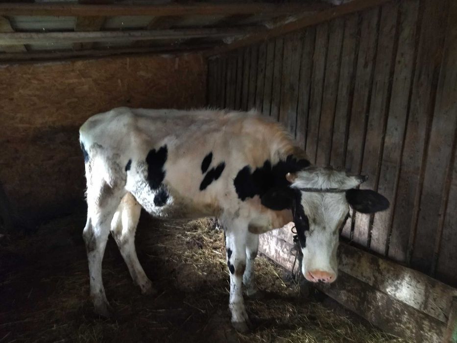 Vând vaci gestante cu o producție foarte buna de lapte și o junica