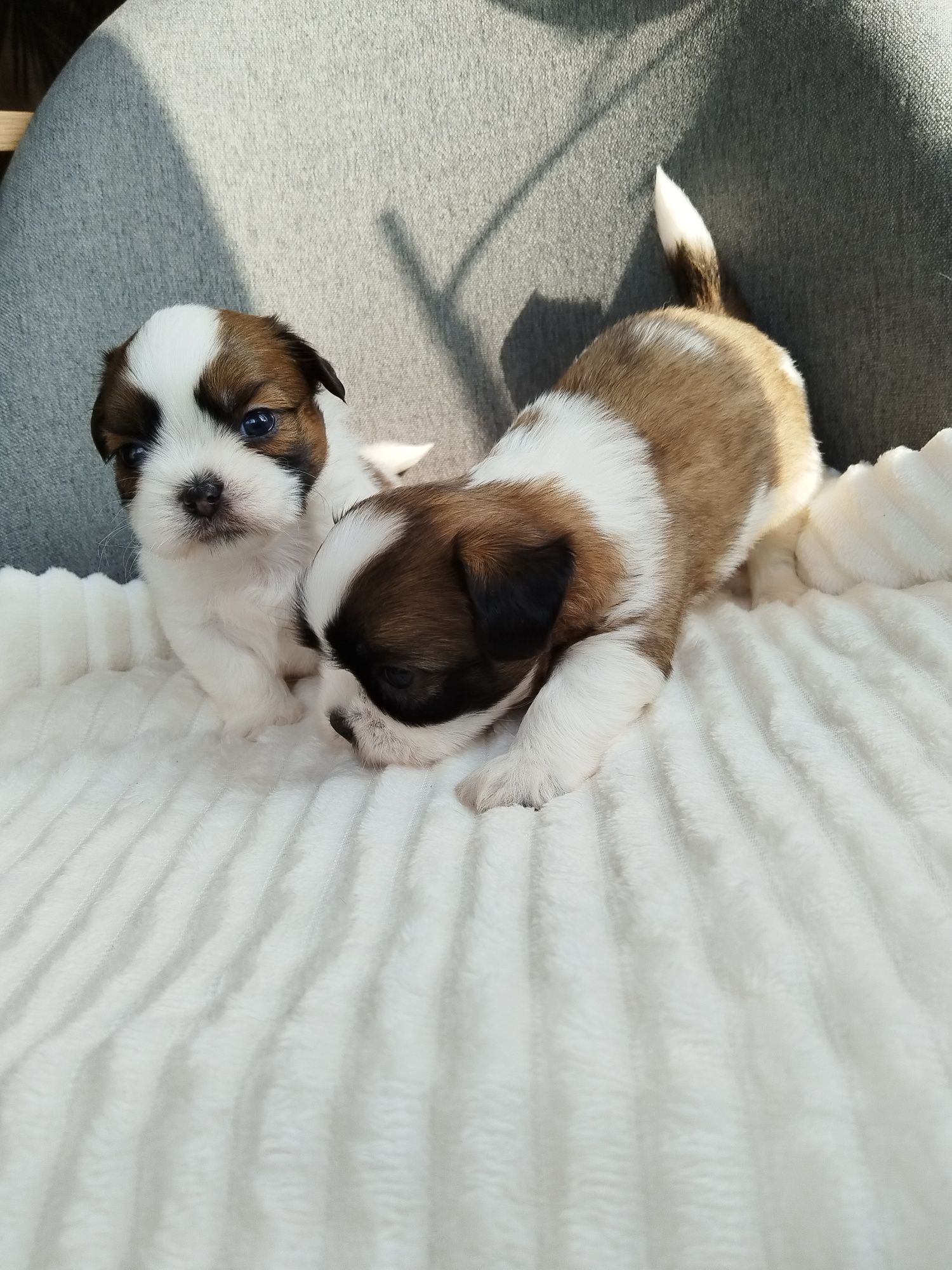 Ши тцу /shih tzu baby
