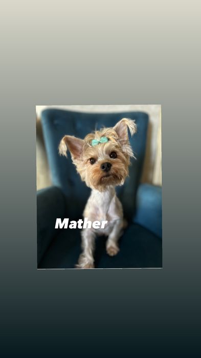 Продажа щенка Йоркширского терьера