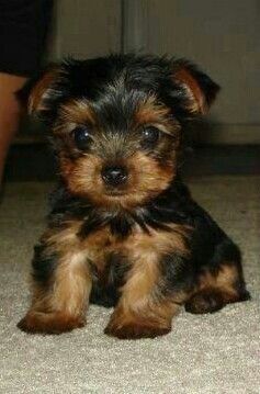 Yorkshire terrier talie mica