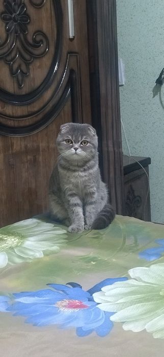 Scotich fold muwugi sotiladi