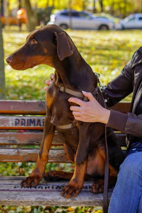Catelus doberman cauta casuta